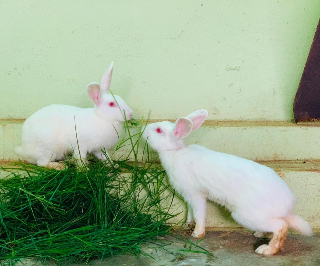 Eco Farm Villa Bengaluru Kültér fotó