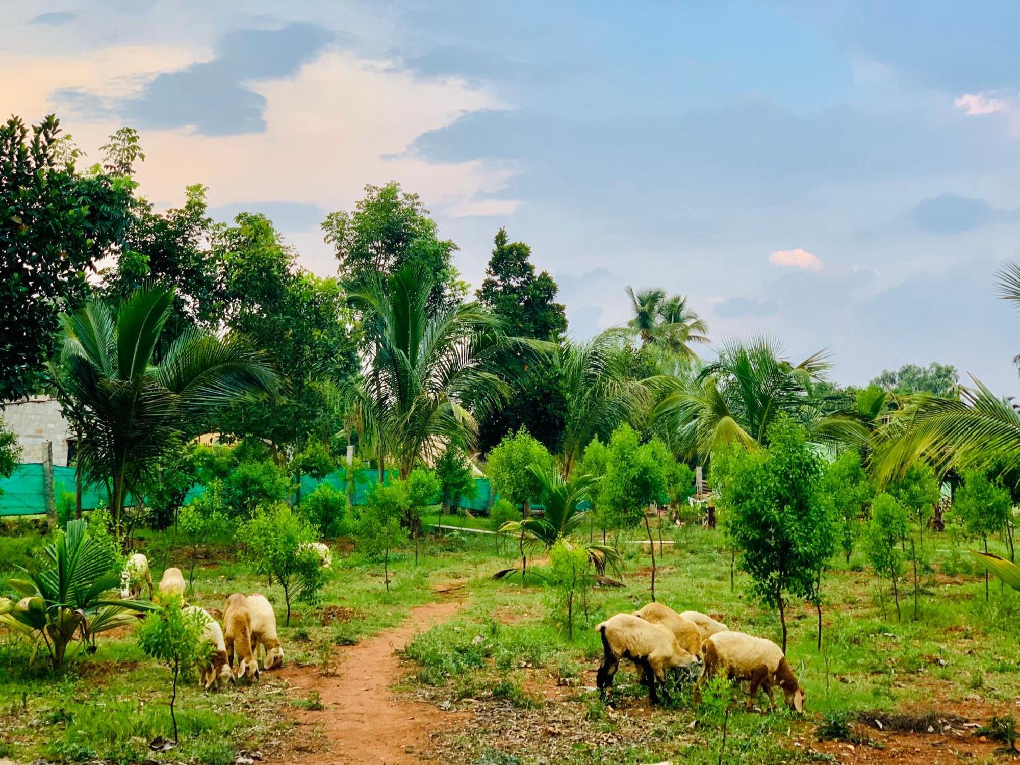 Eco Farm Villa Bengaluru Kültér fotó